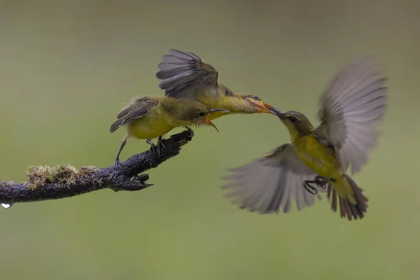 Sárga Colibri Madár Etetés Fiókája Virág Brach — Stock Fotó