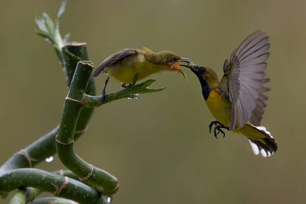 Amarelo Colibri Pássaro Alimentando Seu Filhote Sentado Flor Brach — Fotografia de Stock