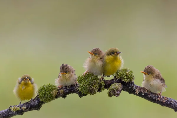 Yellow Colibri Bird Feeding Her Chick Sitting Flower Brach — Stock Photo, Image