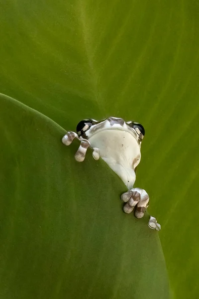 緑の葉の後ろに座ってかわいいカエル — ストック写真