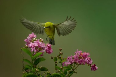Güzel Colibri kuşu renkli arkaplanlı bal çiçeğini yudumluyor.