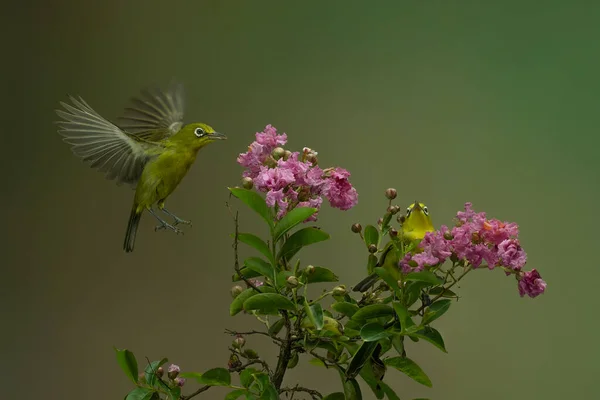 Piękny Ptak Colibri Sącząc Kwiat Miodu Kolorowym Bokeh Tle — Zdjęcie stockowe