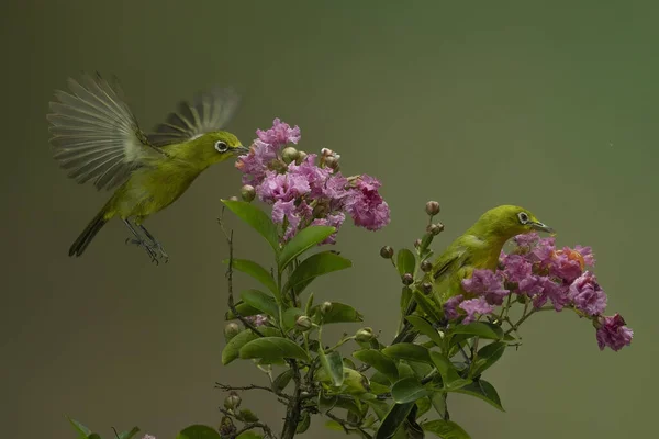 Pássaro Colibri Bonito Bebendo Flor Mel Com Fundo Bokeh Colorido — Fotografia de Stock