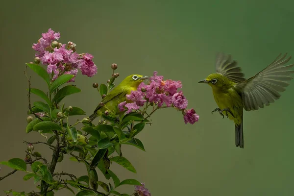 Bellissimo Uccello Colibri Sorseggiando Miele Fiore Con Sfondo Colorato Bokeh — Foto Stock