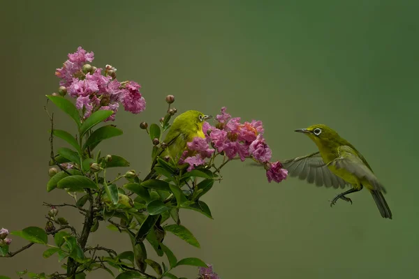 Pássaro Colibri Bonito Bebendo Flor Mel Com Fundo Bokeh Colorido — Fotografia de Stock