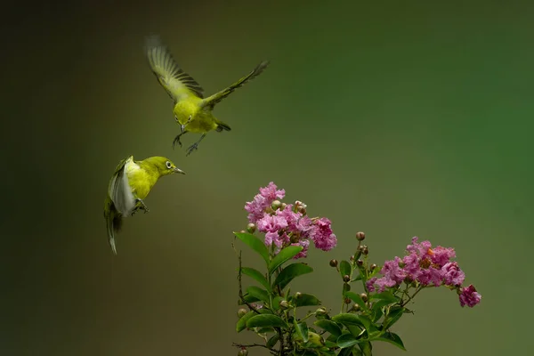 Pássaro Colibri Bonito Bebendo Flor Mel Com Fundo Bokeh Colorido — Fotografia de Stock