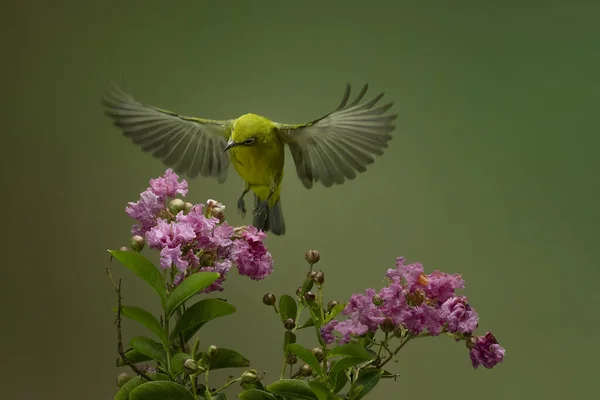 Красива Пташка Колібрі Просіює Медову Квітку Барвистим Фоном Боке — стокове фото