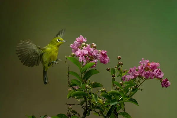 Pássaro Colibri Bonito Bebendo Flor Mel Com Fundo Bokeh Colorido — Fotografia de Stock