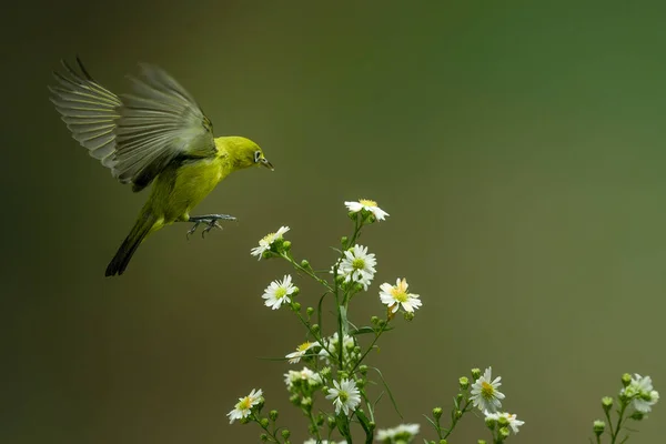 Schöne Colibri Vogel Nippen Honigblume Mit Bunten Bokeh Hintergrund — Stockfoto