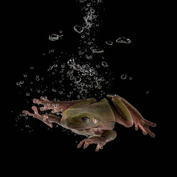 Green Brown Frog jumping into the water