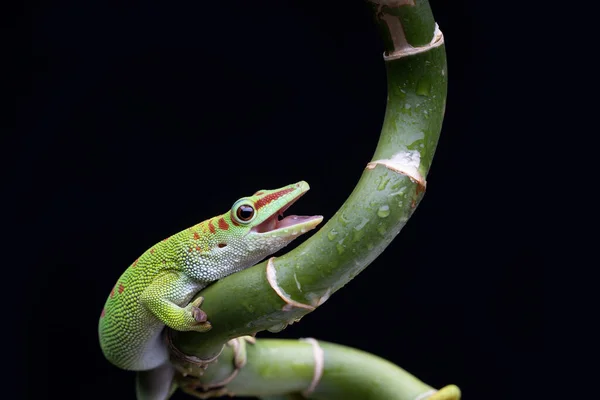 Verde Chameleon Lizard Sentado Ramo Flor Fundo Preto — Fotografia de Stock