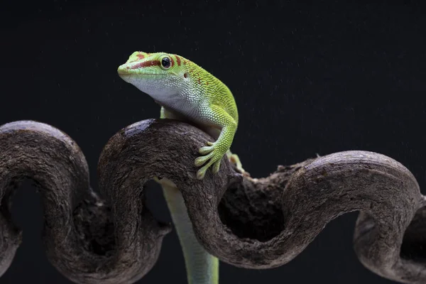 Verde Chameleon Lizard Sentado Ramo Flor Fundo Preto — Fotografia de Stock