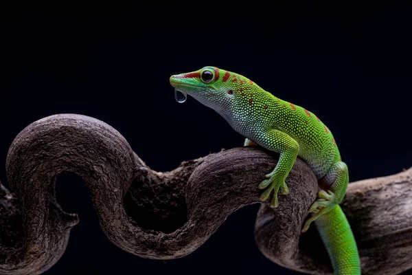 Green Chameleon Lizard Sitting Flower Branch Black Background — Stock Photo, Image
