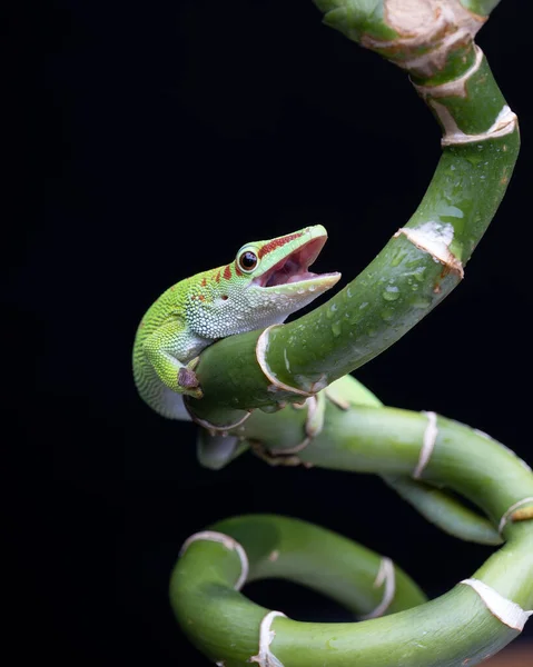 Zielony Kameleon Jaszczurka Siedzi Kwiat Gałąź Czarnym Tle — Zdjęcie stockowe