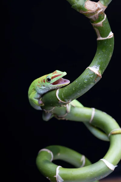 Verde Chameleon Lizard Sentado Ramo Flor Fundo Preto — Fotografia de Stock