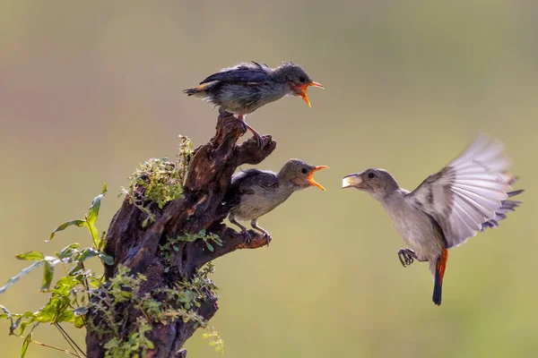 Pássaro Bonito Pairando Para Alimentar Seu Pinto Manhã Brilhante Com — Fotografia de Stock