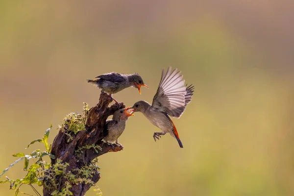 Pássaro Bonito Pairando Para Alimentar Seu Pinto Manhã Brilhante Com — Fotografia de Stock