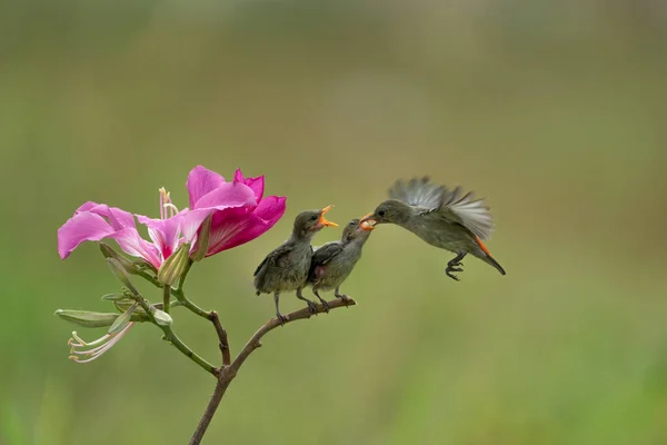 Foto Vicino Sunbird Giallo Colibri Hover Fly Nutrire Loro Pulcino — Foto Stock