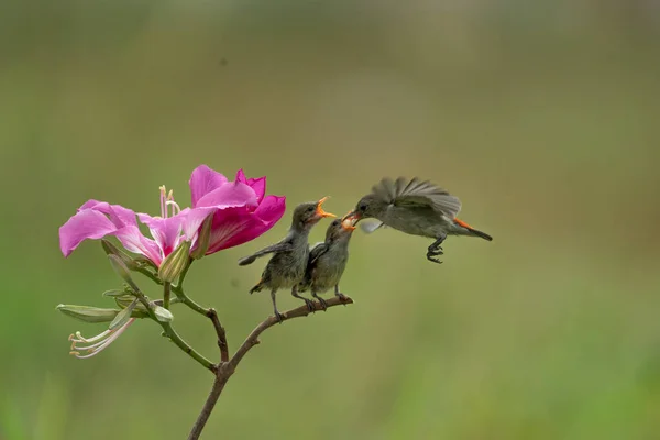 Close Foto Yellow Sunbird Colibri Pairar Fly Para Alimentar Seu — Fotografia de Stock