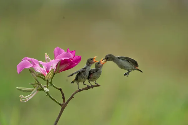 Фотографія Жовтого Sunbird Colibri Hover Fly Щоб Нагодувати Своє Пташеня — стокове фото