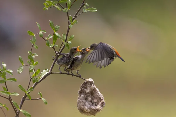 Close Foto Yellow Sunbird Colibri Pairar Fly Para Alimentar Seu — Fotografia de Stock