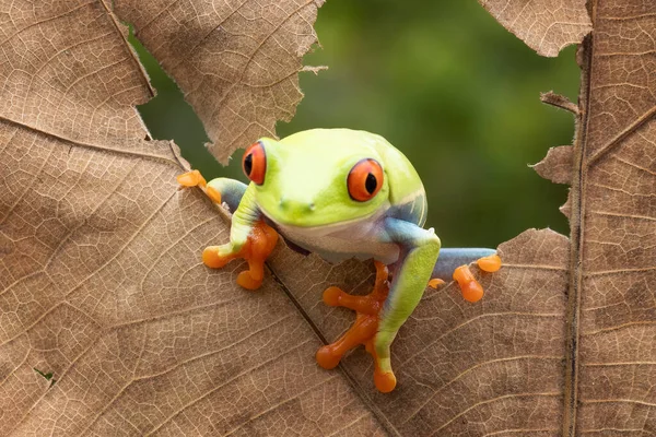 Red Eye Tree Frog Looking Out Torn Dry Leaves — Stock Photo, Image