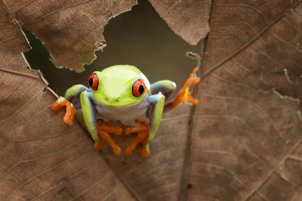 Red Eye Rana Albero Guardando Fuori Attraverso Strappato Foglie Secche — Foto Stock