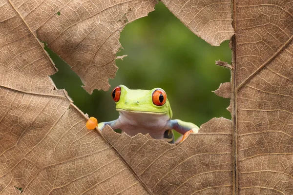 Red Eye Rana Albero Guardando Fuori Attraverso Strappato Foglie Secche — Foto Stock