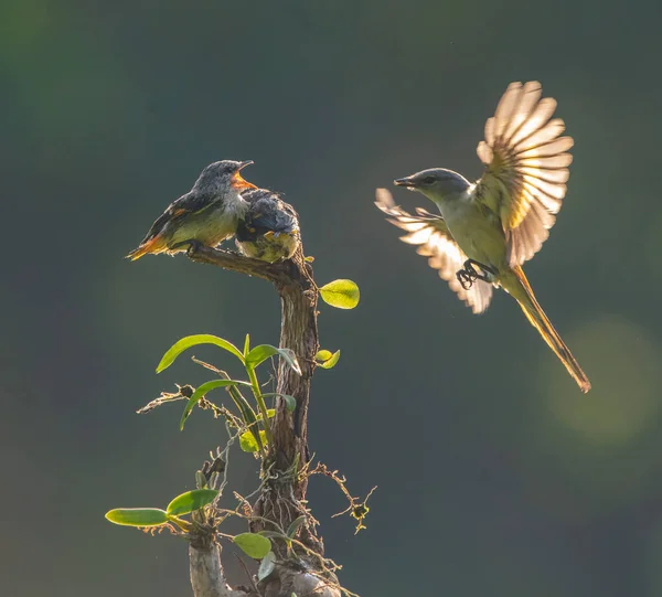 Pássaro Bonito Mantenan Alimentando Seu Pinto Com Pairando Estilo Com — Fotografia de Stock