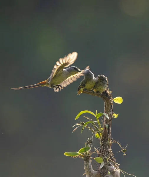 Schöne Vogel Mantenan Fütterung Ihrer Küken Mit Schwebenden Stil Mit — Stockfoto