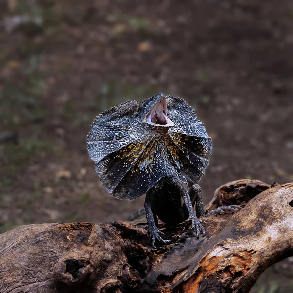 只在印度尼西亚安汶岛上发现的非洲龙 Amboina Sail Finned Lizard — 图库照片