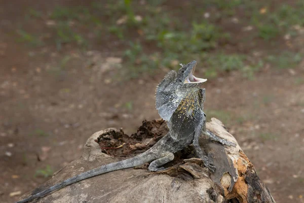 只在印度尼西亚安汶岛上发现的非洲龙 Amboina Sail Finned Lizard — 图库照片