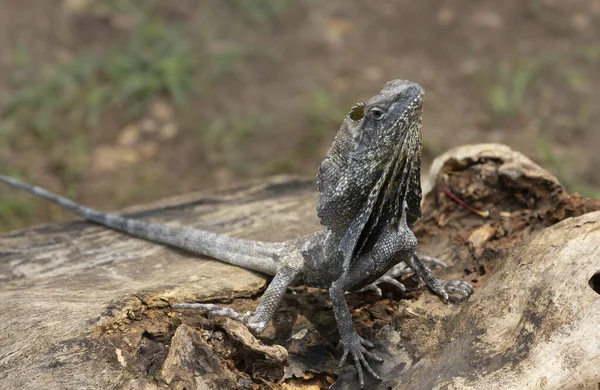 Hydrosaurus Amboinensis Lagarto Barbatana Amboina Encontrado Apenas Ilha Ambon Indonésia — Fotografia de Stock