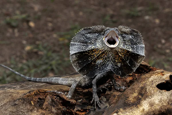 Hydrosaurus Amboinensis Lagarto Aletas Vela Amboina Solo Encuentra Isla Ambon — Foto de Stock