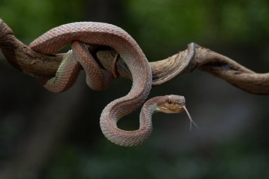 A venomous snake  as a natural predator ready to strike their prey. clipart