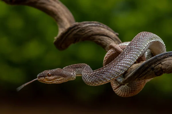 Cobra víbora azul no galho, cobra víbora pronta para atacar, insularis azul