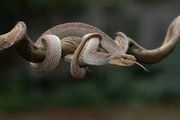 Uma Cobra Venenosa Como Predador Natural Pronta Para Atacar Presa — Fotografia de Stock