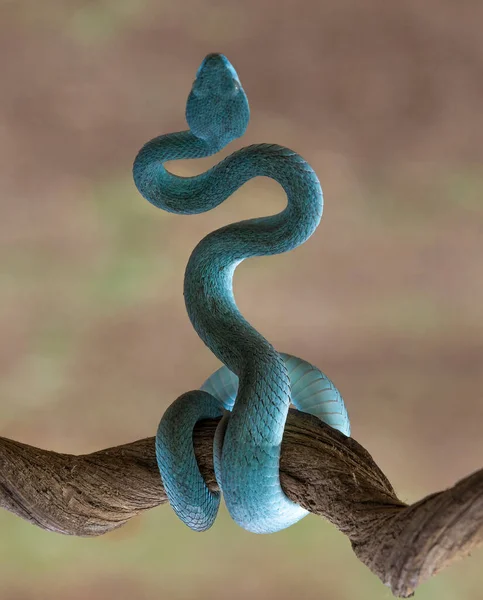 Telefoto Blue Venom Snake Pronto Para Atacar Suas Presas Com — Fotografia de Stock