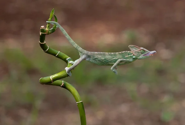 Veiled Chameleon Extended Tongue Catch Flies Natural Prey — Stock Photo, Image