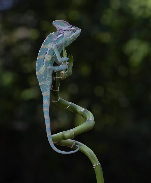 ヴェイル シャメロンは自然の獲物としてハエを捕まえるために舌を伸ばし — ストック写真