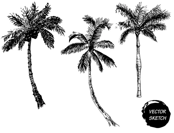 Palm Tree Sketch A — Stock Vector