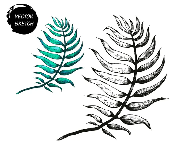 Palm Tree Leaf A — Stockový vektor