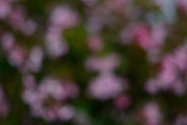 arka plan bulanıklık parlak çiçek rengi