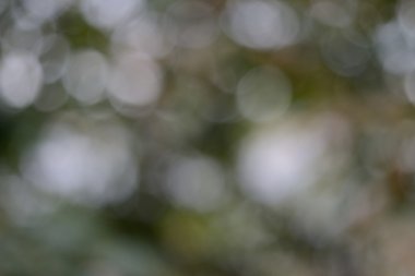 güçlü bulanık arka planda sarı ve yeşil tonları