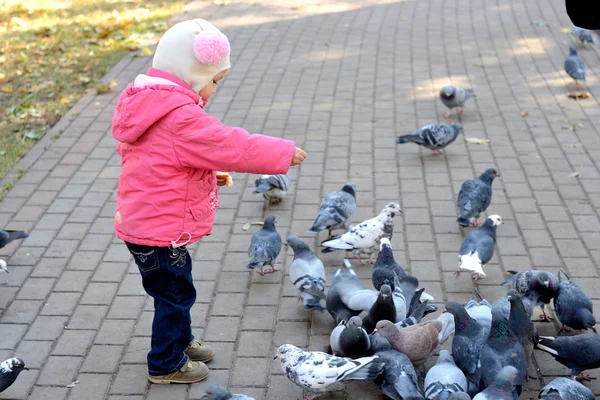 Chica alimentación palomas — Foto de Stock