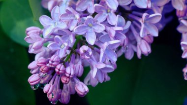 Leylak filizi fotoğrafı, makro fotoğraf.