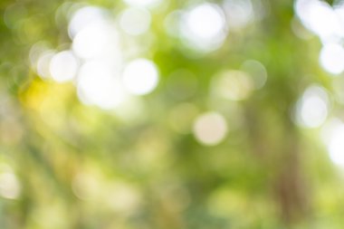 güzel ağaç ve bokeh ağaç bulanık