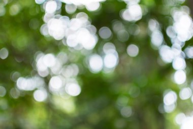 Ağaç arkaplanından doğa yeşil bokeh