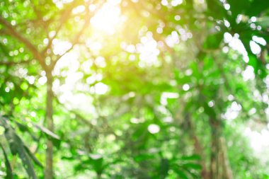 güzel ağaç ve bokeh ağaç bulanık.