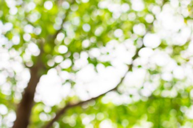 Ağaç arkaplanından doğa yeşil bokeh